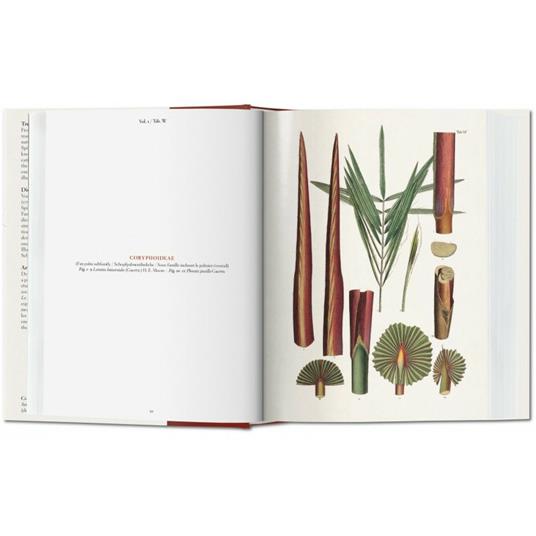 C. F. P. von Martius. The book of palms. Ediz. italiana, spagnola e portoghese - H. Walter Lack - 8