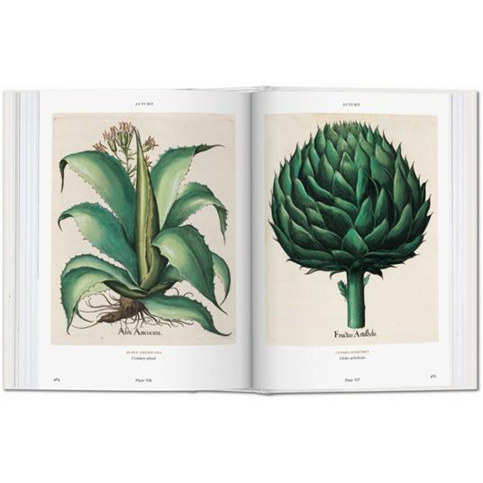 Basilius Besler. Florilegium. The book of plants. Ediz. inglese - Klaus W. Littger,Werner Dressendörfer - 4