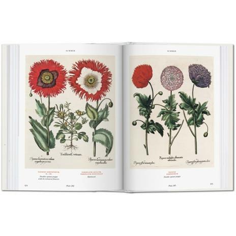 Basilius Besler's florilegium. The book of plants. Ediz. illustrata - Klaus W. Littger,Werner Dressendörfer - 3