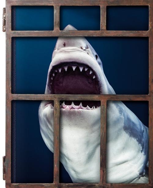 Michael Muller. Sharks. Ediz. inglese - Philippe jr. Cousteau,Alison Kock,Arty Nelson - copertina