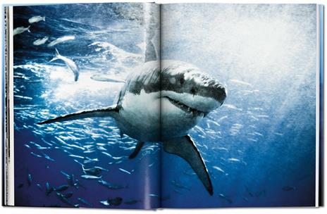 Michael Muller. Sharks. Ediz. inglese - Philippe jr. Cousteau,Alison Kock,Arty Nelson - 3