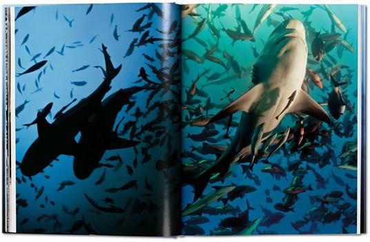 Michael Muller. Sharks. Ediz. inglese - Philippe jr. Cousteau,Alison Kock,Arty Nelson - 4
