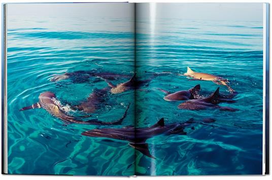 Michael Muller. Sharks. Ediz. inglese - Philippe jr. Cousteau,Alison Kock,Arty Nelson - 6