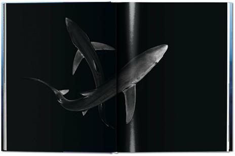 Michael Muller. Sharks. Ediz. inglese - Philippe jr. Cousteau,Alison Kock,Arty Nelson - 10