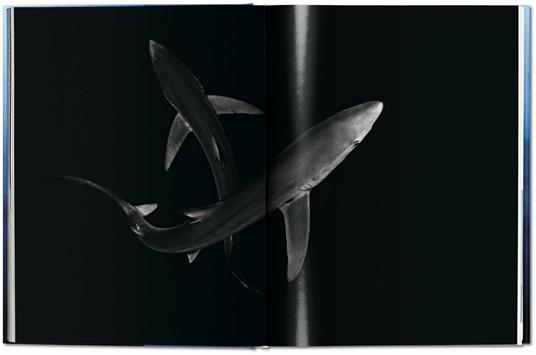 Michael Muller. Sharks. Ediz. inglese - Philippe jr. Cousteau,Alison Kock,Arty Nelson - 10