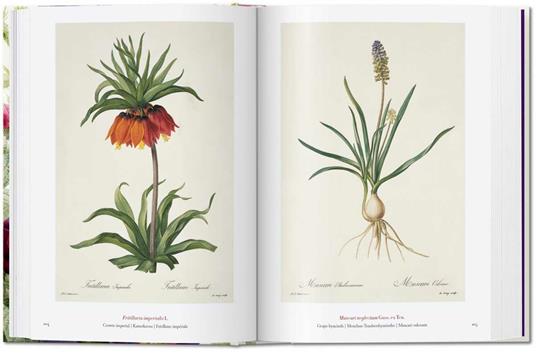 Redouté. El libro de las flores. 45th Ed. Ediz. italiana, inglese, spagnola - H. Walter Lack - 3