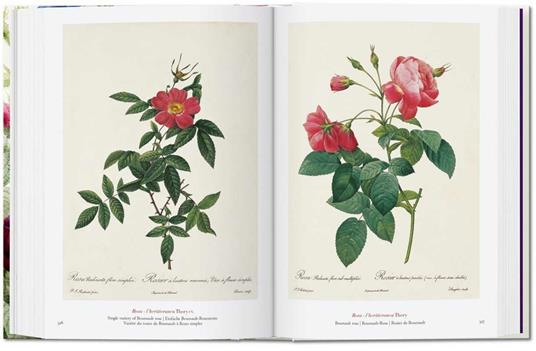 Redouté. Book of flowers. Ediz. italiana, inglese e spagnola. 40th Anniversary Edition - H. Walter Lack - 5