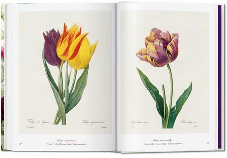 Redouté. Book of flowers. Ediz. italiana, inglese e spagnola. 40th Anniversary Edition - H. Walter Lack - 7