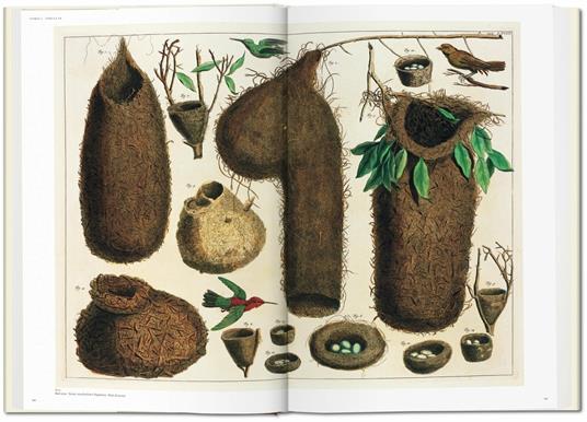 Albertus Seba. Cabinet of natural curiosities. Ediz. inglese, francese e tedesca - Irmgard Musch,Jes Rust,Rainer Willmann - 4