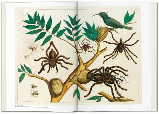 Albertus Seba. Cabinet of natural curiosities. Ediz. inglese, francese e tedesca - Irmgard Musch,Jes Rust,Rainer Willmann - 5