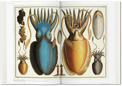 Albertus Seba. Cabinet of natural curiosities. Ediz. inglese, francese e tedesca - Irmgard Musch,Jes Rust,Rainer Willmann - 7
