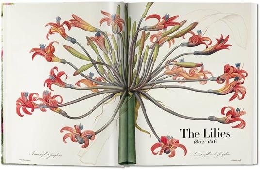 Pierre-Joseph Redouté. The book of flowers. Ediz. italiana, spagnola e portoghese - H. Walter Lack - 2