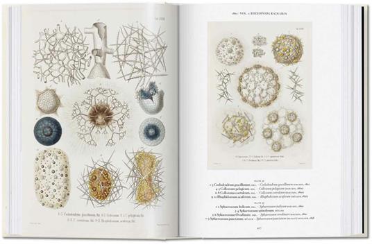 The art and science of Ernst Haeckel. Ediz. inglese. 40th Anniversary Edition - Rainer Willmann,Julia Voss - 2
