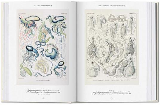 The art and science of Ernst Haeckel. Ediz. inglese. 40th Anniversary Edition - Rainer Willmann,Julia Voss - 4