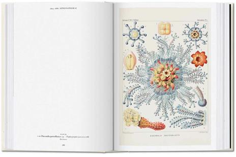 The art and science of Ernst Haeckel. Ediz. inglese. 40th Anniversary Edition - Rainer Willmann,Julia Voss - 5