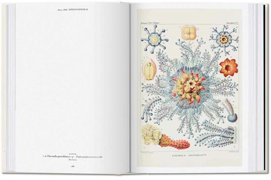 The art and science of Ernst Haeckel. Ediz. inglese. 40th Anniversary Edition - Rainer Willmann,Julia Voss - 5