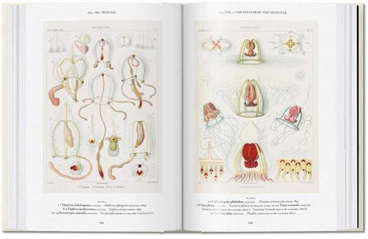 The art and science of Ernst Haeckel. Ediz. inglese. 40th Anniversary Edition - Rainer Willmann,Julia Voss - 6