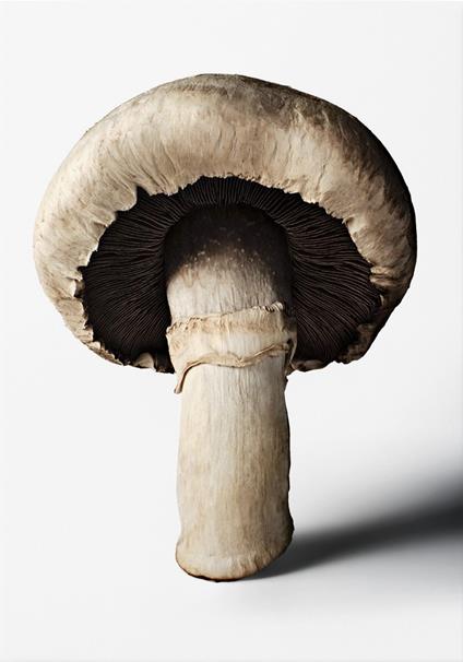 The Gourmand's mushroom. A collection of stories & recipes. Ediz. inglese - copertina