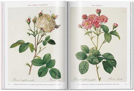 Redouté. Roses. Ediz. inglese, francese e tedesca - 4