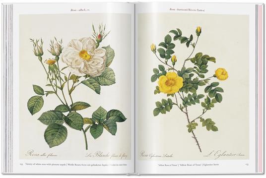 Redouté. Roses. Ediz. inglese, francese e tedesca - 6