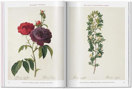 Redouté. Roses. Ediz. inglese, francese e tedesca - 5