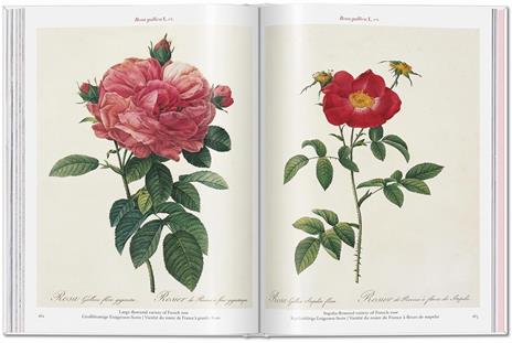 Redouté. Roses. Ediz. inglese, francese e tedesca - 7