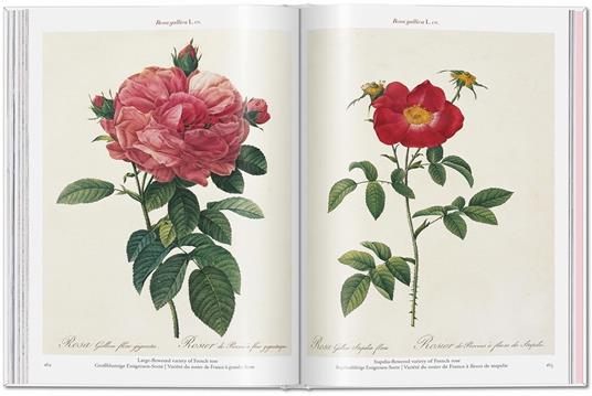 Redouté. Roses. Ediz. italiana, inglese e spagnola - 7