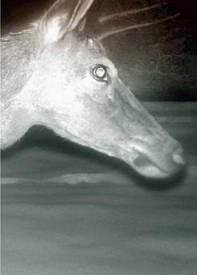 Trapped: Trapped - Alex Hannn - cover