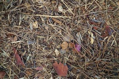 Steingesichter - Jean Willi - cover