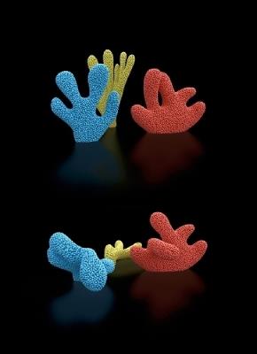 After Nature. Cacti, Corals and Leaves - Claudia Comte - cover