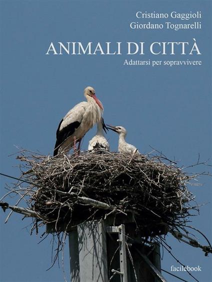 Animali di città - Cristiano Gaggioli,Giordano Tognarelli - ebook
