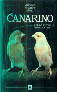 Canarino