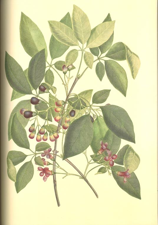 Florilegium. Tesori botanici del primo viaggio di Cook. Ediz. illustrata - Joseph Banks,Mel Gooding - 5