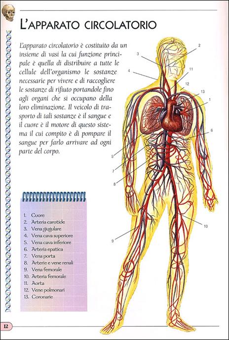 Il corpo umano. Ediz. illustrata - 2