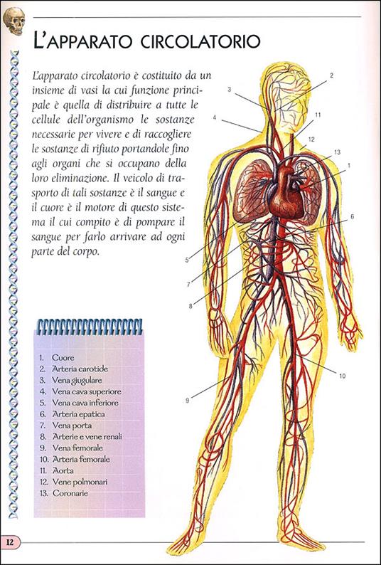 Il corpo umano. Ediz. illustrata - 4
