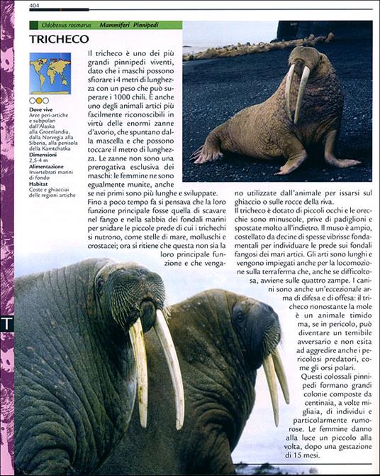 Grande dizionario illustrato degli animali. Ediz. illustrata - Emanuela Busà - 6