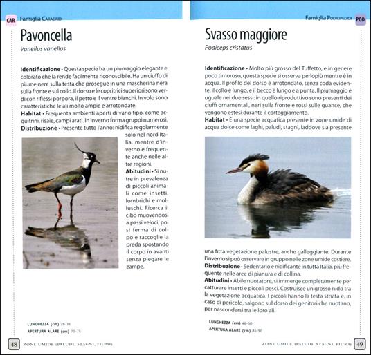Uccelli - 4