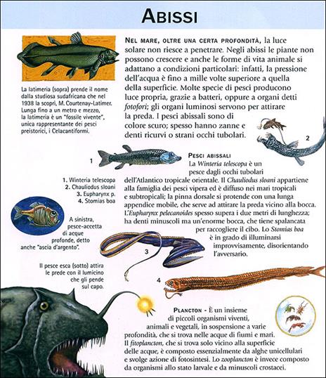 Enciclopedia illustrata per ragazzi. Ediz. illustrata - 8