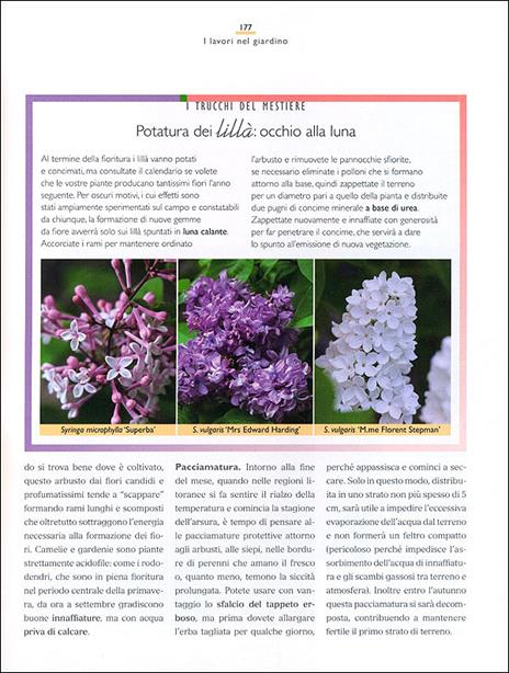 Il maestro giardiniere. Segreti e consigli per il giardino, l'orto e il frutteto - Carlo Pagani,Mimma Pallavicini - 3