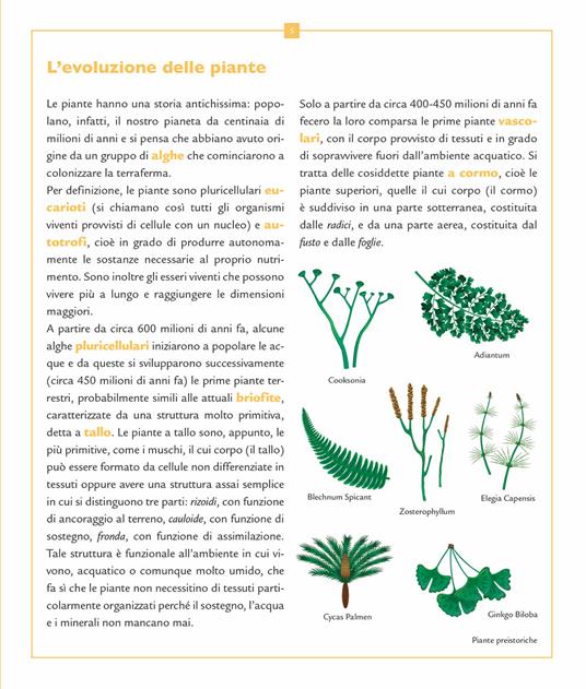 Enciclopedia illustrata di piante, alberi e fiori - Emanuela Busà - 3
