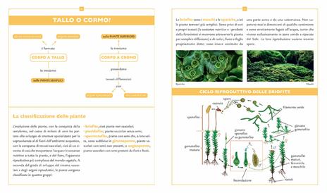 Enciclopedia illustrata di piante, alberi e fiori - Emanuela Busà - 5