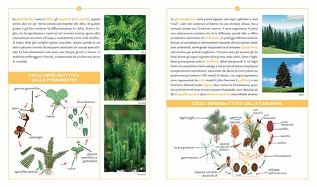 Enciclopedia illustrata di piante, alberi e fiori - Emanuela Busà - 6