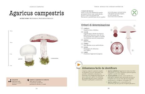 Funghi. Manuale per aspiranti intenditori. Ediz. a colori - Victor Coutard - 3