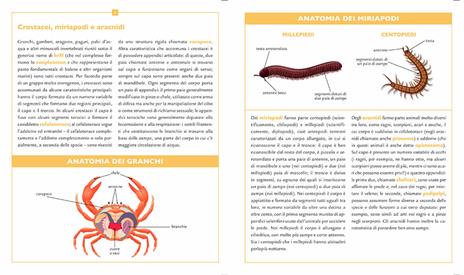 Insetti e altri piccoli artropodi - Emanuela Busà - 5