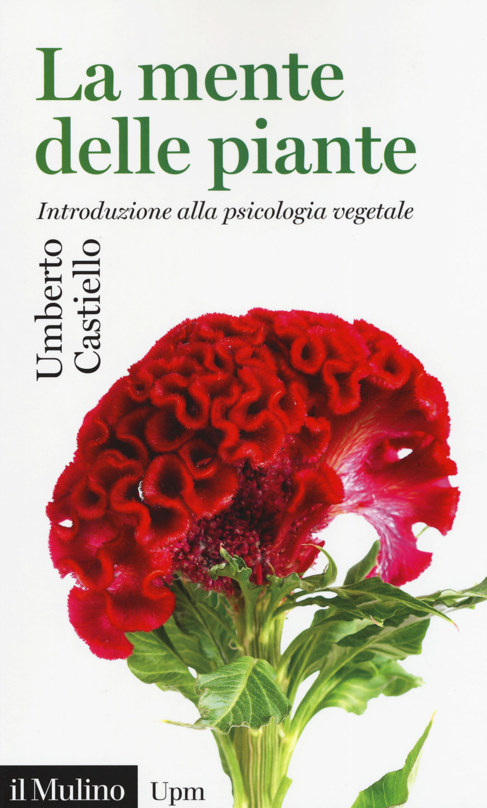 Libraccio