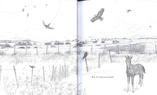 War horse. Ediz. illustrata - Michael Morpurgo - 3