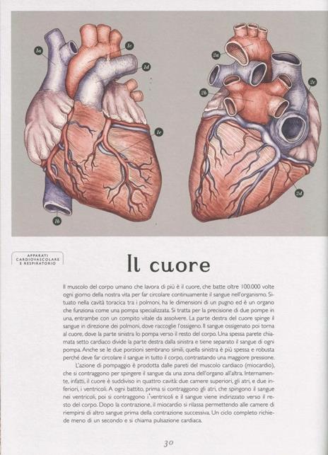 Anatomicum. Il grande libro del corpo umano. Ediz. a colori - Jennifer Paxton,Katharina Wiedemann - 3