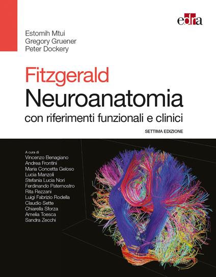 Fitzgerald. Neuroanatomia con riferimenti funzionali e clinici - Estomih Mtui,Gregory Gruener,Peter Dockery - copertina