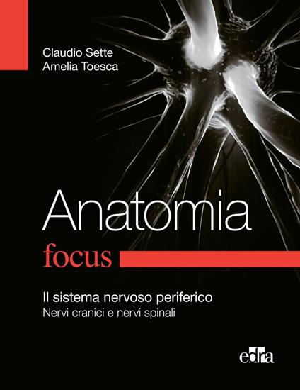 Anatomia focus. Il sistema nervoso periferico. Nervi cranici e nervi spinali - Claudio Sette,Amelia Toesca - ebook