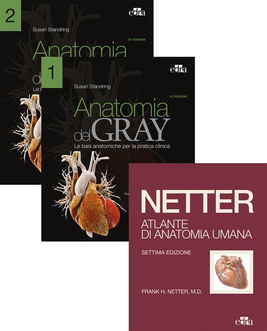 Netter Gray. L'anatomia: Anatomia del Gray-Atlante di anatomia umana di Netter - Frank H. Netter,Susan Standring - copertina